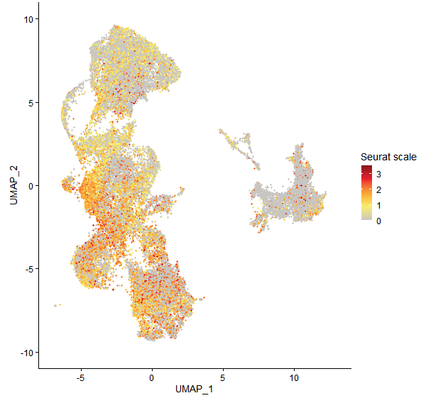 Feature plot of Mp1g12440 on UMAP